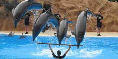 09-33744-1109120753-LoroParcDolfijnenshowSprongvan4dolfijnen